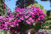 89 - Butchard Gardens  - IMG_1695